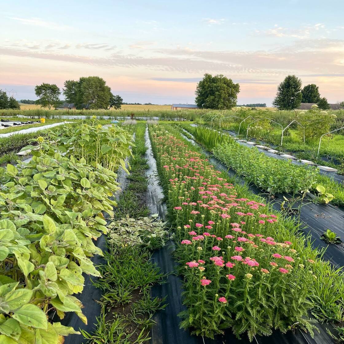 Sullivan Family Farms, Cut Flower Farm